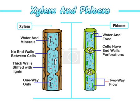 Illustration for Xylem and phloem vector illustration. Labeled water, nutrient and mineral transportation scheme. Living tissue in vascular plants vector file, easy to edit, ready to use, ready to print, set, colorful. - Royalty Free Image