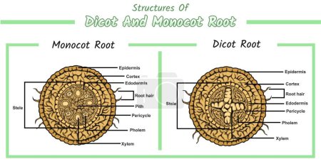 estructura de la raíz interna de la raíz monocasco y dicot. secciones transversales de raíces vegetales. Diagrama vectorial para uso educativo, biológico y científico. root, archivo vectorial, fácil de editar, listo para usar, listo para imprimir, establecer, colorido