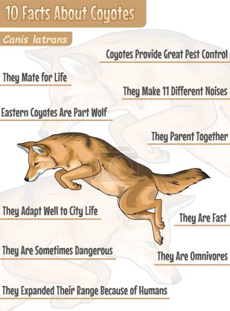 Illustration for 10 Facts About Coyote. information about coyote. vector file, ready to use, info graphic, ready to print, easy to edit, colorful. - Royalty Free Image