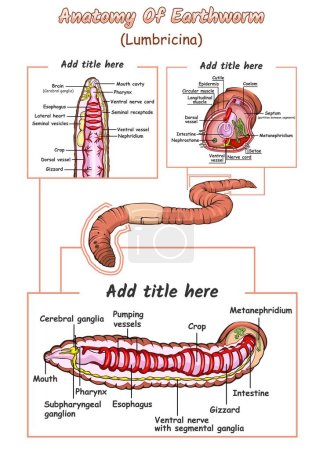 Illustration for Illustration of the internal anatomy of an earthworm The inside part of the earthworm biology education about earthworms - Royalty Free Image