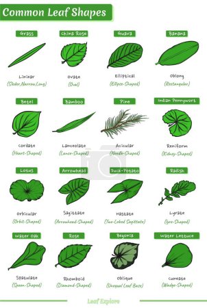 Common Leaf Shapes. Types of Leaves Based on their Shape. Education, editable, colored, biology, nature, leaf lesson, science. vector file, easy to edit, ready to print, ready to use, set, colorful