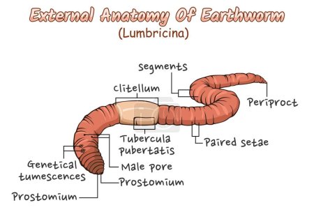 Photo for Illustration of the external anatomy of an earthworm The outer part of the earthworm helminthology biology education about earthworms - Royalty Free Image