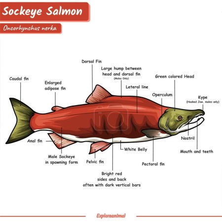 Photo for Anatomy of sockeye salmon. illustration that showing each parts of sockeye salmon. ready to use, vector, education. - Royalty Free Image