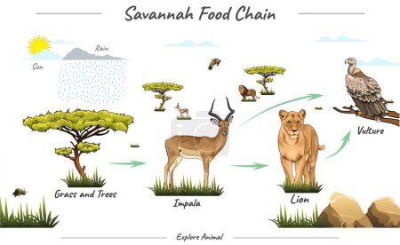 Photo for Vector illustration of savanna fauna.simple food chain in savannah.ready to use, vector, lion, impala, trees, vulture. - Royalty Free Image