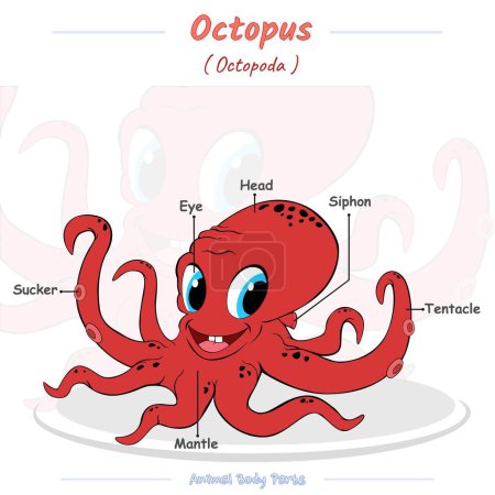 Photo for Cartoon animal diagram. Vector illustration of a octopus. Can be used for education, training, presentation. - Royalty Free Image