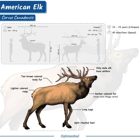 Ilustración de Anatomía de ciervos. Diagrama que muestra partes de un elk.infographic sobre el alce, la identificación y la descripción.Puede ser utilizado para temas como biología, zoología. - Imagen libre de derechos