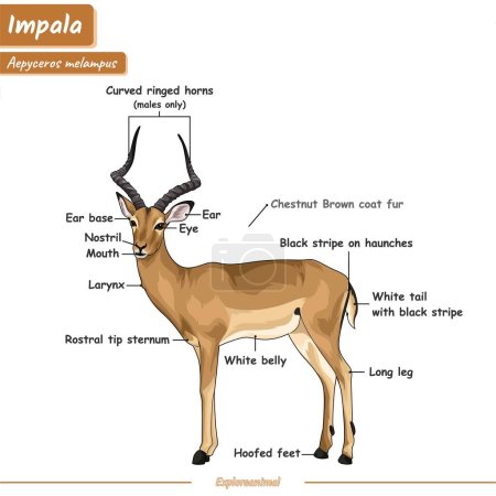 Ilustración de Anatomía de Impala. Diagrama que muestra partes de un Impala. infografía sobre Impala, identificación y descripción. Se puede utilizar para temas como biología, zoología. - Imagen libre de derechos