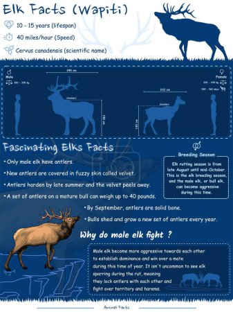 Illustration for Deer anatomy. Diagram showing parts of an elk.infographic about elk identification, facts and description.Can be used for topics like biology, zoology, poster. - Royalty Free Image