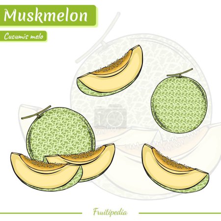 Photo for Set of muskmelons. Hand drawn watermelons. Vector illustration - Royalty Free Image