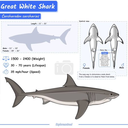 Ilustración de Diagrama que muestra partes de un gran tiburón blanco.infografía sobre la anatomía, identificación y descripción del gran tiburón blanco.Se puede utilizar para temas como biología, zoología. - Imagen libre de derechos