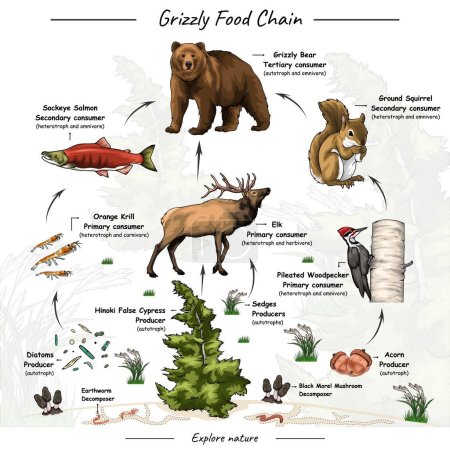 Ilustración de Vector illustration that showing about grizzly bear food web, food chain or trophic level with explanation. Can be used for topics like biology, zoology, poster. - Imagen libre de derechos