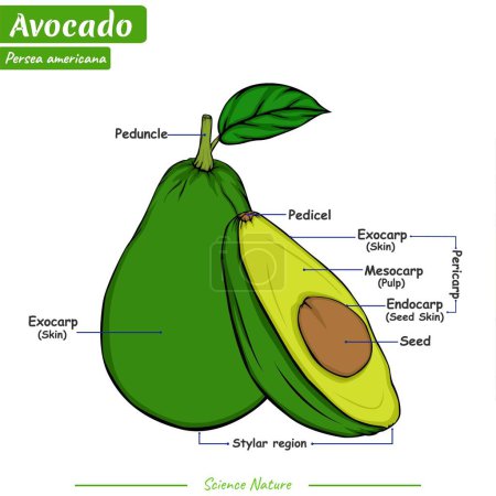 Photo for Avocado. The structure of the avocado. Vector illustration on a white background.Can be used for topics like biology or education poster. - Royalty Free Image