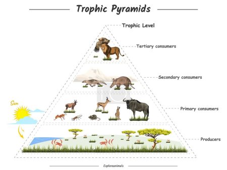 Photo for Vector illustration that showing about trophic pyramid, food web, food chain or trophic level in savannah.Can be used for topics like biology, zoology, poster. - Royalty Free Image