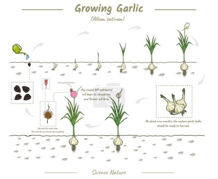Knoblauchpflanze Wachstum Stadien infografische Elemente. Anbau von Knoblauch Illustration aus Samen, die in Vektor geerntet werden. Kann für Themen wie Biologie oder Pädagogik verwendet werden.
