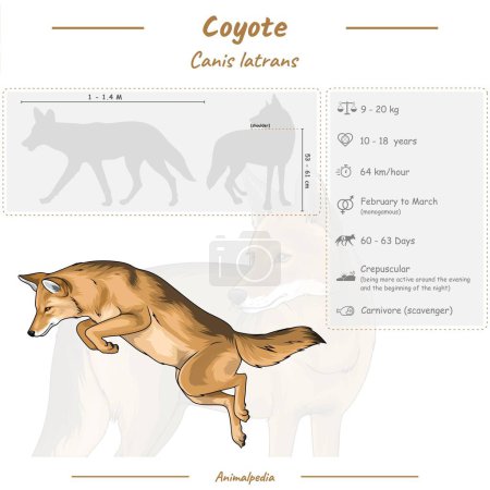 Illustration for Diagram showing parts of a coyote. infographic about coyote. anatomy, identification and description. Can be used for topics like biology, zoology. - Royalty Free Image