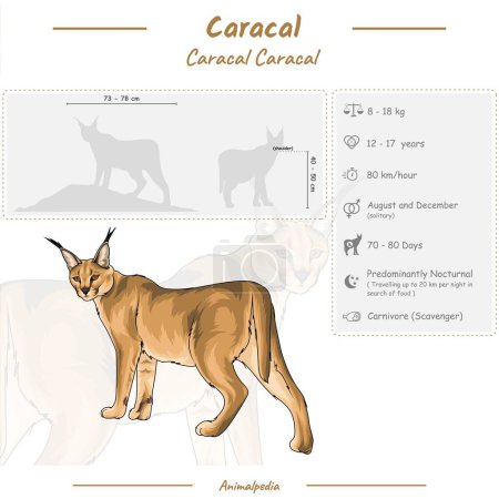 Illustration for Diagram showing parts of a Caracal. Infographic about Caracal. Anatomy, identification and description. Can be used for topics like biology, zoology. - Royalty Free Image