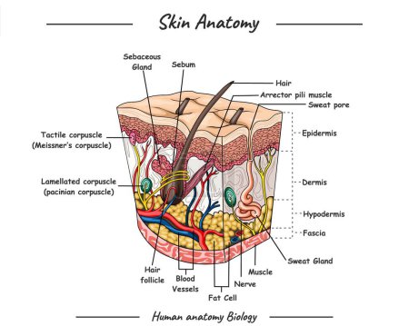 Photo for Human skin. Layered epidermis with hair follicle, sweat and sebaceous glands. Healthy skin anatomy medical vector illustration - Royalty Free Image