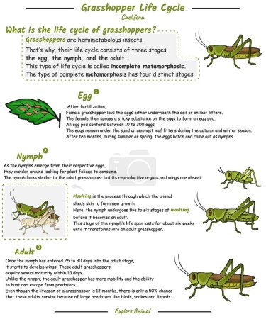Photo for Grasshopper life cycle with explanation. learn about the grasshopper life cycle from egg to adult - Royalty Free Image