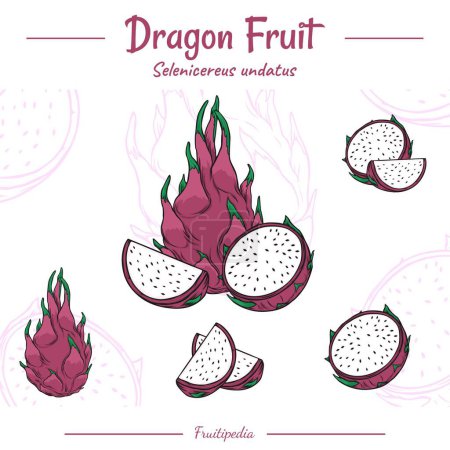 Photo for Set of Dragon Fruit. Hand drawn Dragon Fruit. Vector illustration. Background with Dragon Fruit and white color. Decorative image of Dragon Fruit. - Royalty Free Image