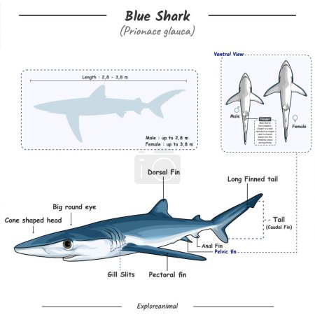 Photo for Diagram showing parts of a Blue Shark. Anatomy, identification and description. Can be used for topics like biology, zoology. - Royalty Free Image