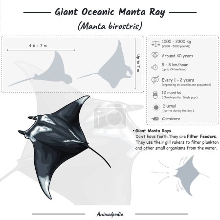 Photo for Diagram showing Infographic of a Giant Manta ray. Anatomy, identification and description. Can be used for topics like biology, zoology. - Royalty Free Image