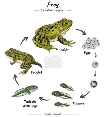 Téléchargez les illustrations : Schéma Infographique du cycle de la grenouille montrant différentes phases et stades de développement, y compris le nouveau-né ourson adolescent et adulte Grenouille pour l'enseignement des sciences biologiques - en licence libre de droit
