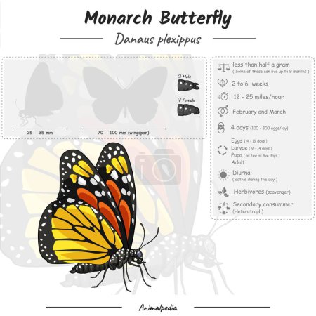 Photo for Diagram showing parts of a Monarch butterfly. Monarch butterfly infographic template. anatomy, identification and description. Can be used for topics like biology, zoology - Royalty Free Image