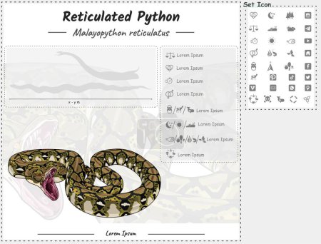 Photo for Diagram showing parts of a Reticulated python. Reticulated python infographic template. anatomy, identification and description. Can be used for topics like biology, zoology. - Royalty Free Image
