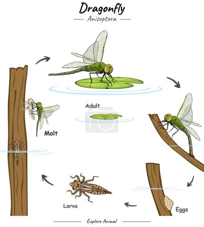 Illustration for Life cycle of dragonfly illustration. vector file, ready to use, ready to print, easy to edit, colorful. - Royalty Free Image