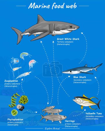Illustration for Vector Aquatic Food web lives in oceans open seas including top predators filterers zooplankton phytoplankton. - Royalty Free Image