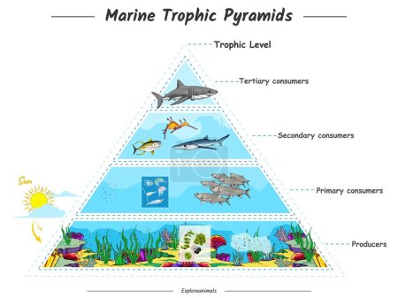 Illustration for Marine Trophic pyramids lives in oceans open seas including top predators filterers zooplankton phytoplankton. - Royalty Free Image