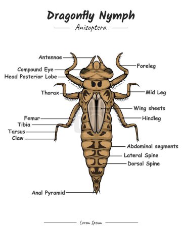 Ilustración de Dragonfly Nymph Anatomy. Diagrama que muestra partes de la ninfa libélula. anatomía externa de Nymph. para la educación en biología - Imagen libre de derechos