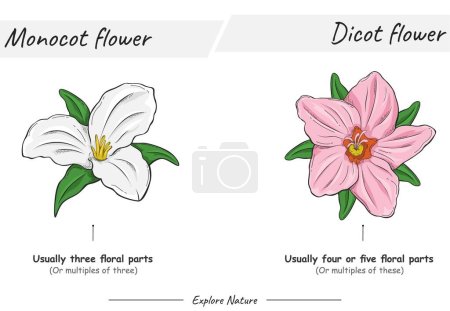 Illustration for Difference between monocot and dicot flower. for scientific illustrations, educational materials, botanical articles, or projects that require visualization of flower in various context - Royalty Free Image