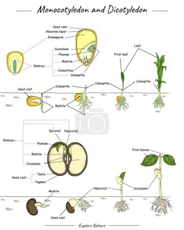 Illustration for Monocotyledon and dicotyledon corn and bean seed. Shows three different types of seeds, namely corn seeds, pine seeds, Bean seeds and the functions of their parts. Can be used for topics like biology. - Royalty Free Image