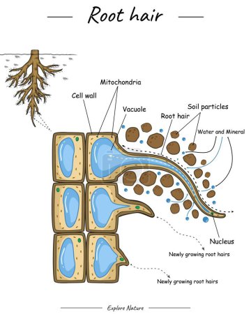 Illustration for Root hair structure. Shows the the inside of the root hair. for scientific illustrations, educational materials, botanical articles, or projects that require visualization of roots in various contexts - Royalty Free Image