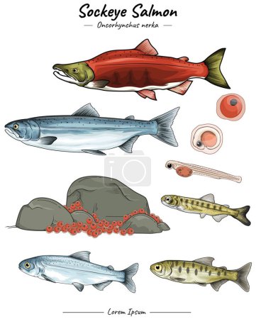 Téléchargez les illustrations : Ensemble d'illustration saumon rouge. Illustration saumon rouge Paquet. ensemble d'illustration d'animaux marins. collecte d'animaux aquatiques. - en licence libre de droit