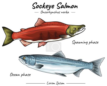 Téléchargez les illustrations : Saumon rouge de la mer et phase de frai. Différences de forme et de couleur du saumon selon sa phase - en licence libre de droit