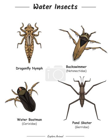Paquete de ilustración de insectos de agua. conjunto de ilustración de insectos de agua. colección de insectos acuáticos