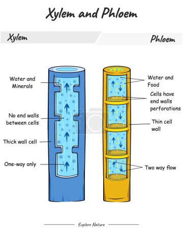 Illustration for Xylem and phloem vector illustration. Labeled water, nutrient and mineral transportation scheme. Living tissue in vascular plants. for scientific illustrations, educational materials. - Royalty Free Image