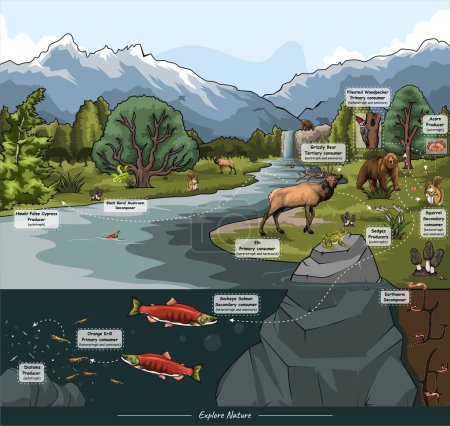 Téléchargez les illustrations : Réseau alimentaire de l'Alaska. explique les interactions complexes entre diverses espèces animales et végétales dans les écosystèmes de l'Alaska et leurs habitats. présente un bref aperçu de l'écologie riche et complexe de l'Alaska. - en licence libre de droit