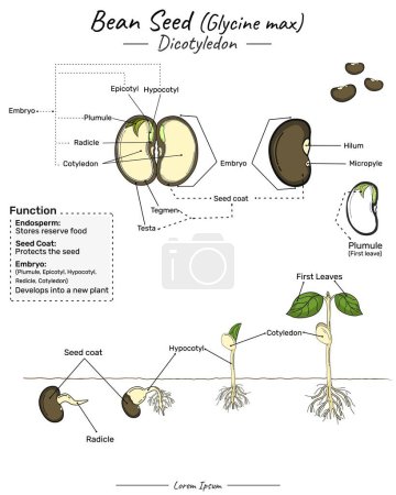 Illustration for Glycine max soy bean dicotyledon structure, function and development. Shows the the inside and outside of corn seed. for scientific illustrations, educational materials, botanical articles. - Royalty Free Image