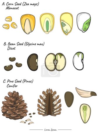 Illustration for Seed plant Package. set of seed tree illustration from seed to be seed tree in vector. Can be used for topics like biology or education poster. - Royalty Free Image