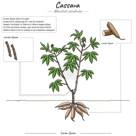 Photo for Parts of Cassava plant or tree template. Cassava Tree structure diagram. Cassava Tree education and parts. Fruit education study. Can be used for topics like biology or education poster. - Royalty Free Image