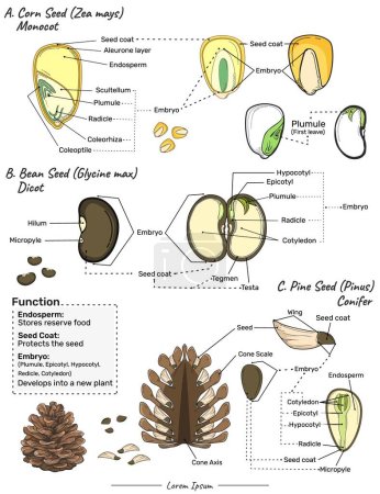 Illustration for Shows three different types of seeds, namely corn seeds, conifer seeds, Bean seeds and the functions of their parts. Can be used for topics like biology or educational posters. - Royalty Free Image