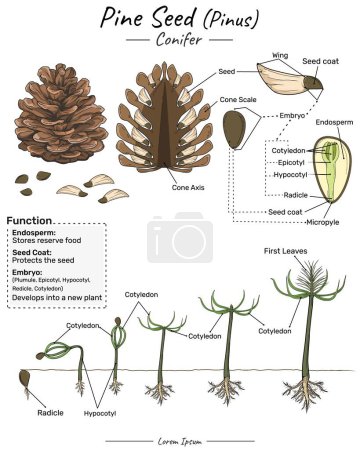 Illustration for Pinus pine conifer structure, function and development. Shows the the inside and outside of corn seed. for scientific illustrations, educational materials, botanical articles. - Royalty Free Image