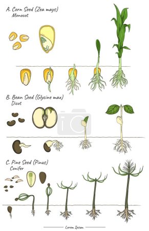 Illustration for Seeds structures and development of pine pinus, corn zea mays, soybean glycine max template. for scientific illustrations, educational materials, botanical articles. - Royalty Free Image