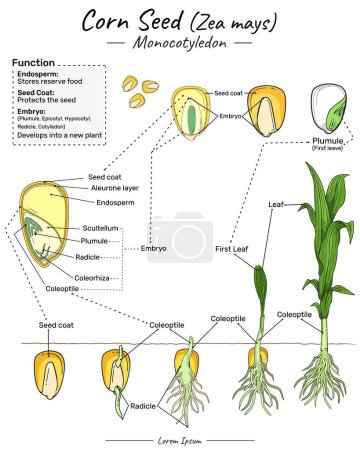 Illustration for Zea mays corn seed monocotyledon structure, function and development. Shows the the inside and outside of corn seed. for scientific illustrations, educational materials, botanical articles. - Royalty Free Image