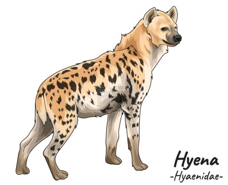 Illustration for Hyena Hyaenidae illustration, a group of predatory animals, savanna animals. with a semi-realistic style and white background - Royalty Free Image