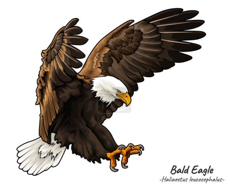 Illustration for Bald Eagle Haliaeetus leucocephalus illustration, a group of predatory animals, American animals. with a semi-realistic style and white background - Royalty Free Image