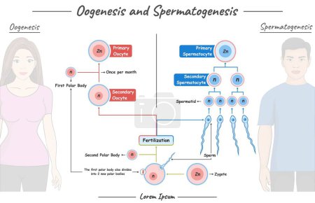 espermatogenesis